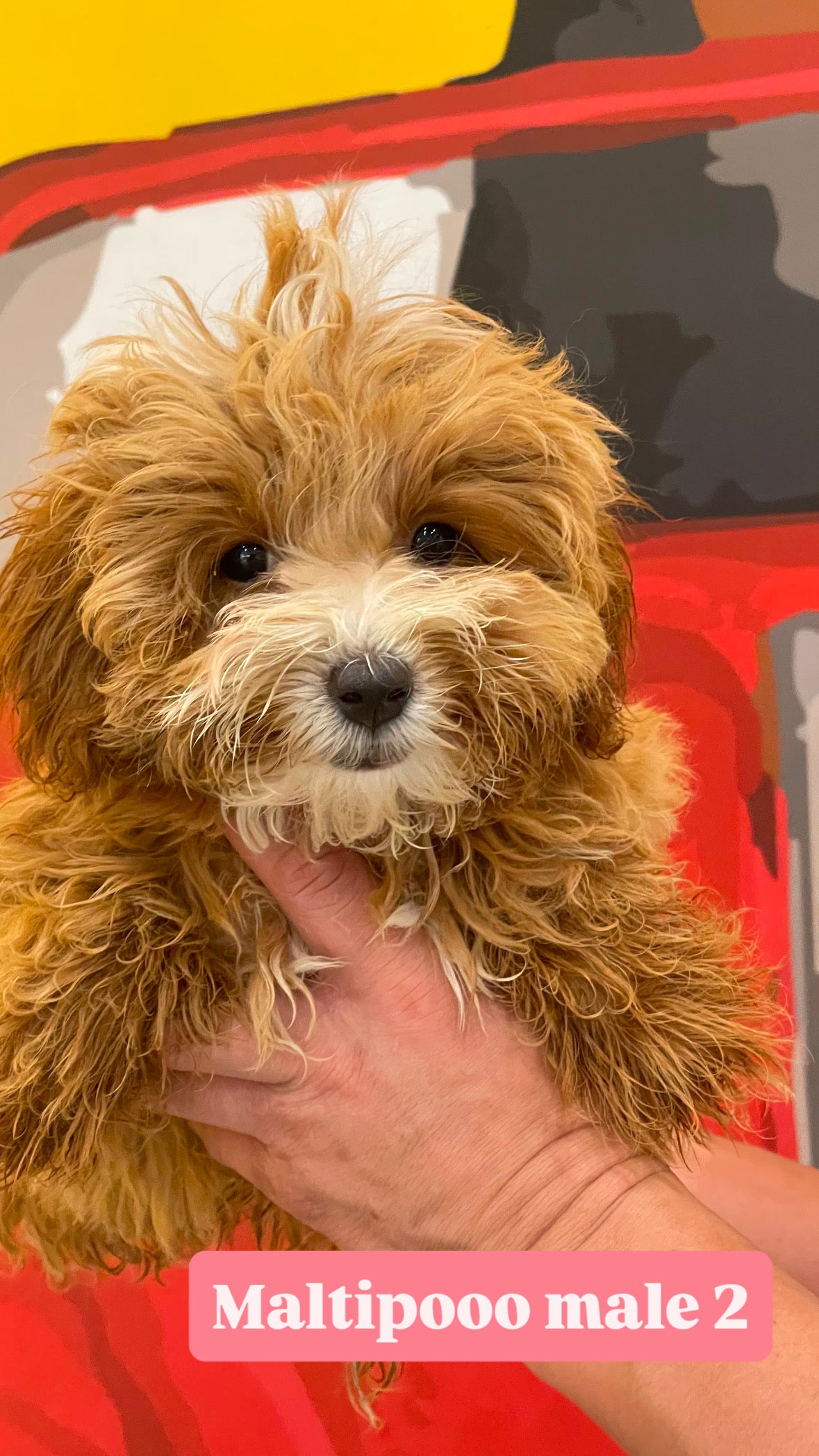 Toy poodle puppies