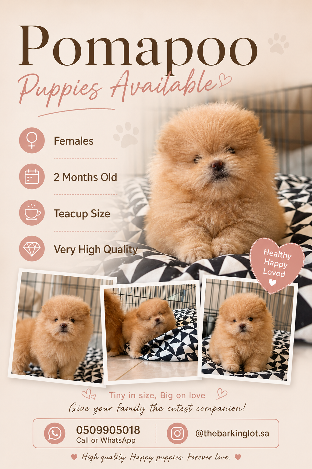 Pomapoo