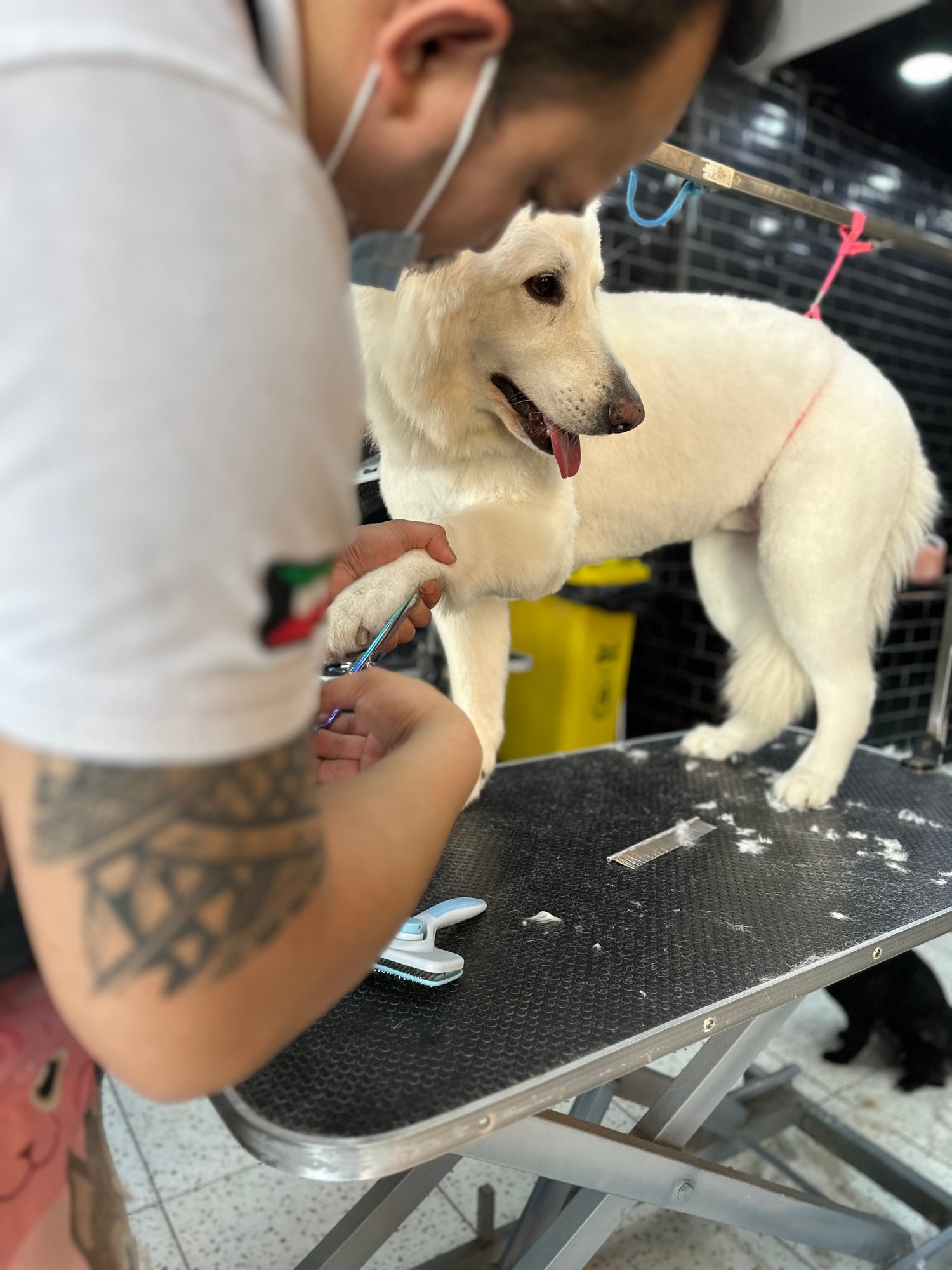 Dogs grooming