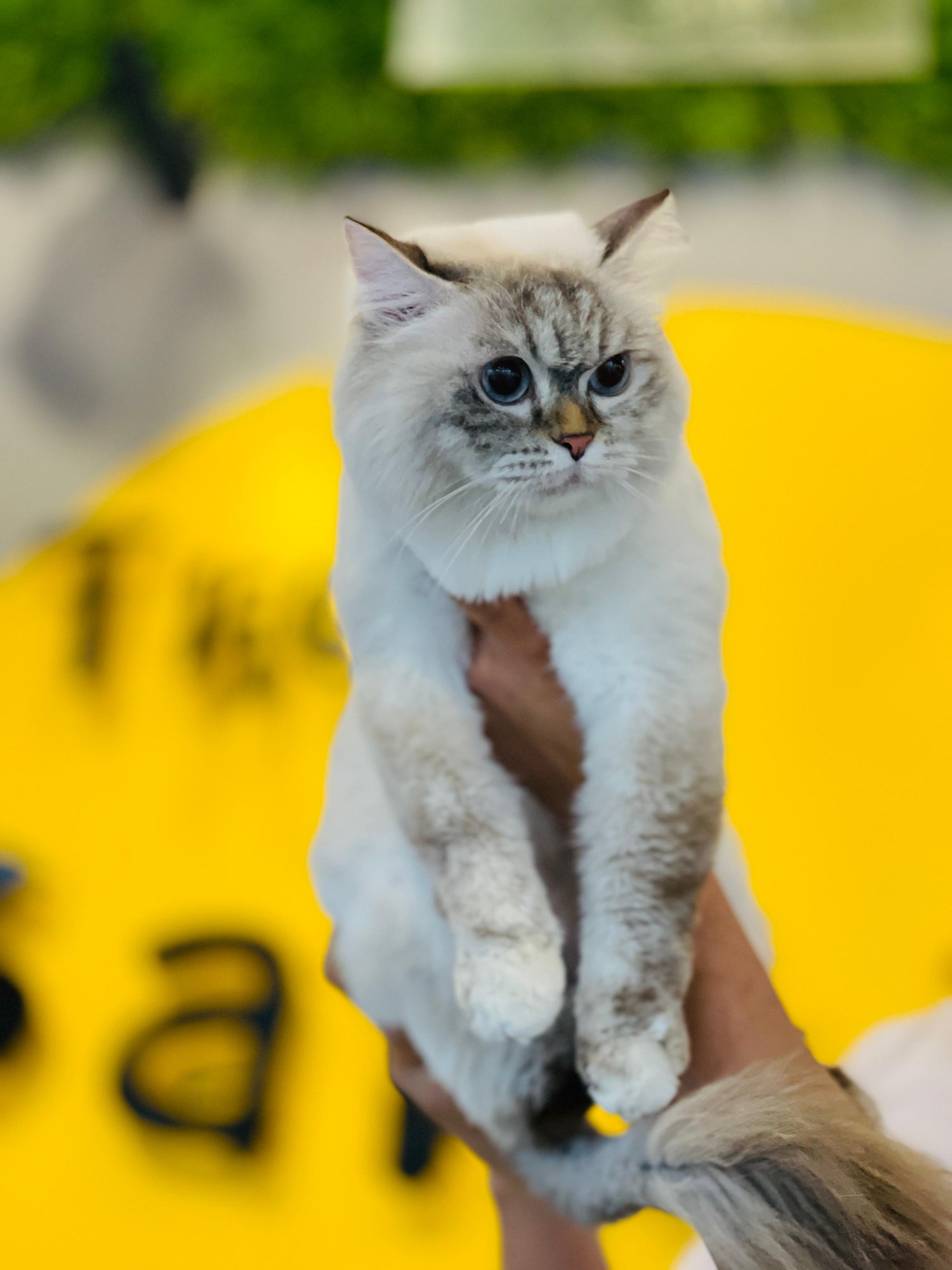 Cats grooming