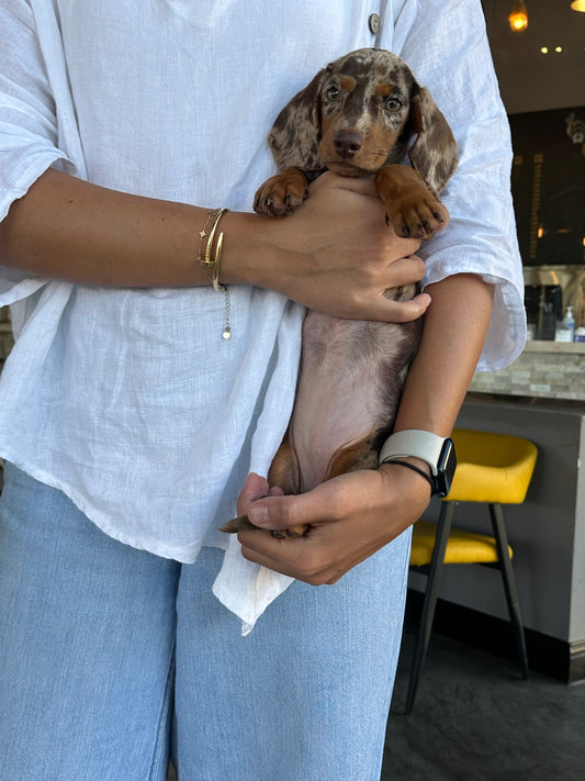 Dachshund
