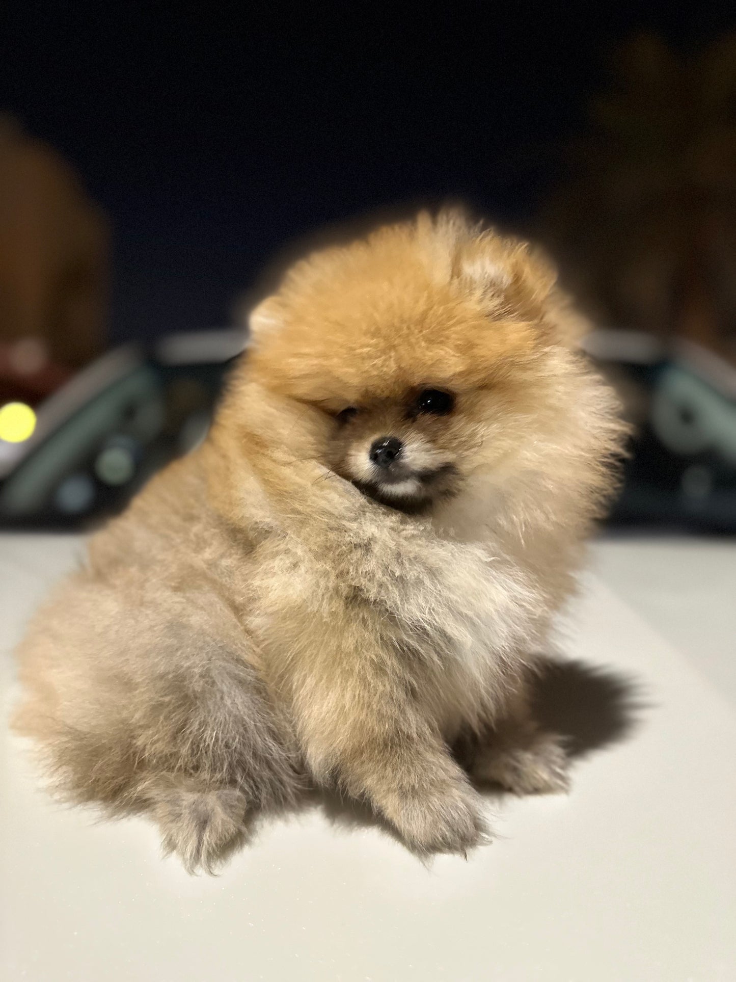 Pomeranian