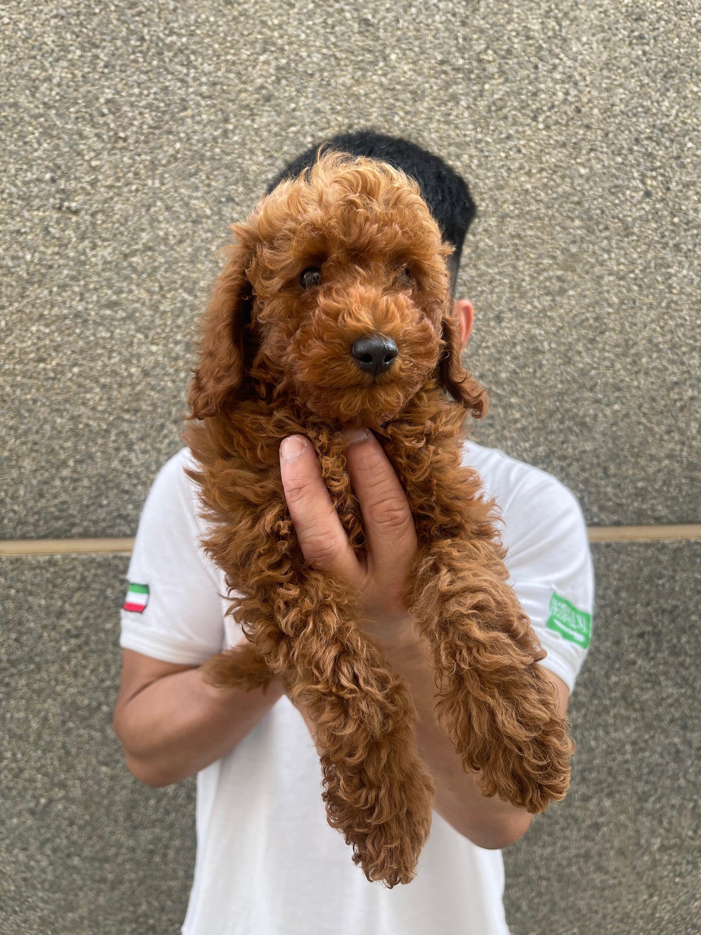 Toy poodle puppies