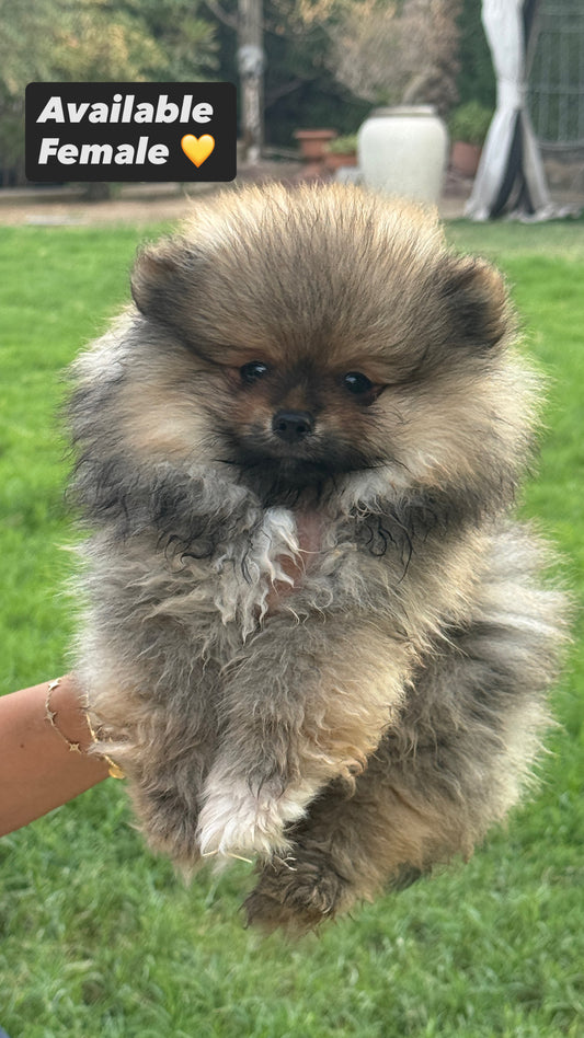 Pomeranian