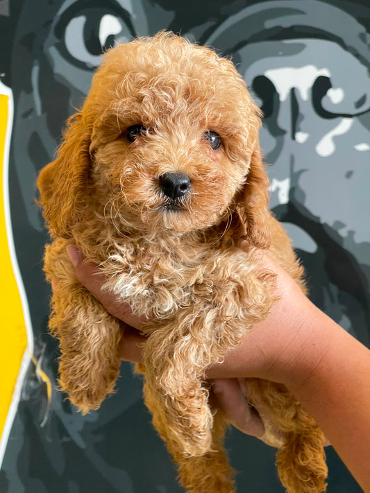 Toy poodle puppies