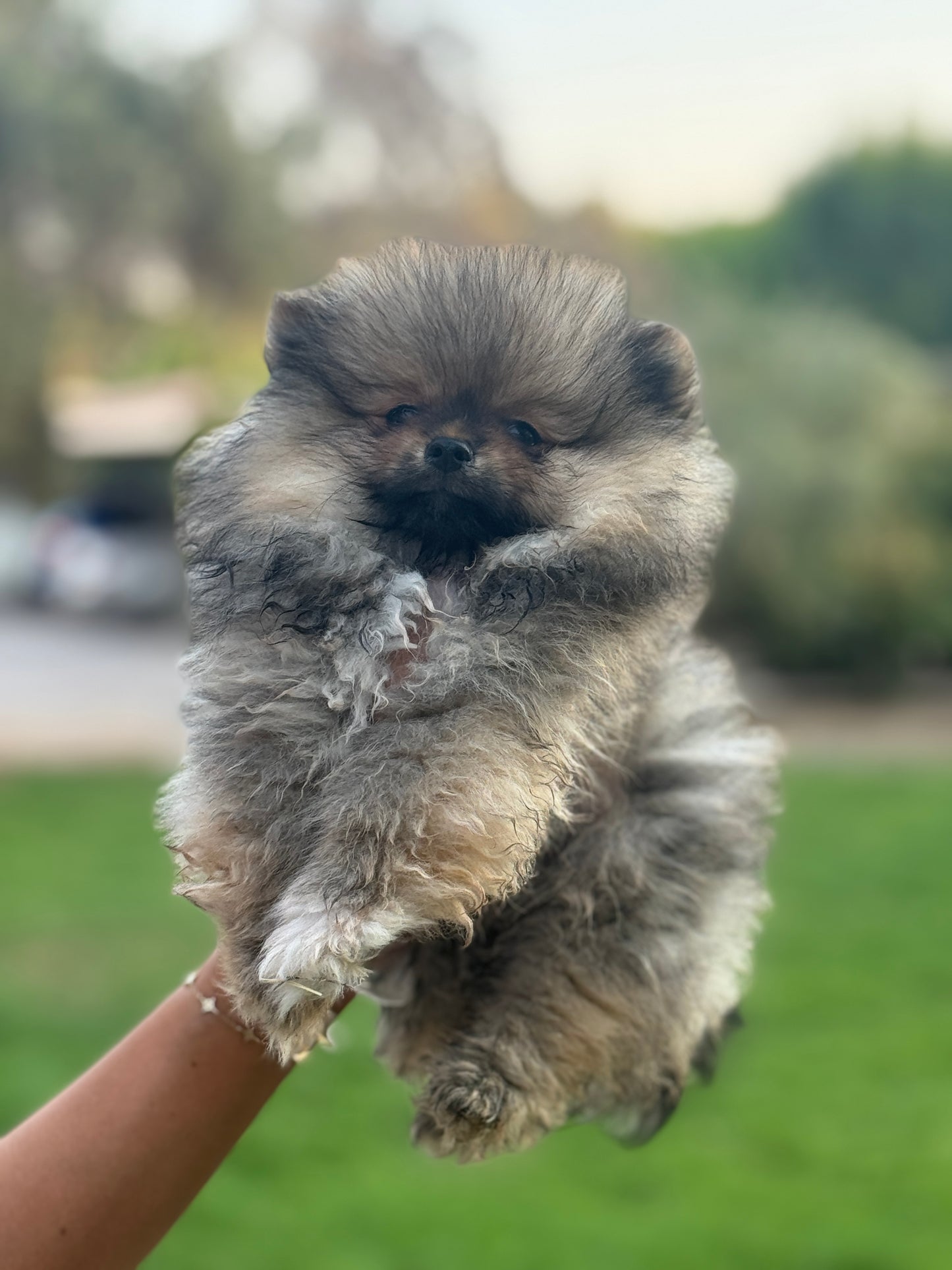 Pomeranian