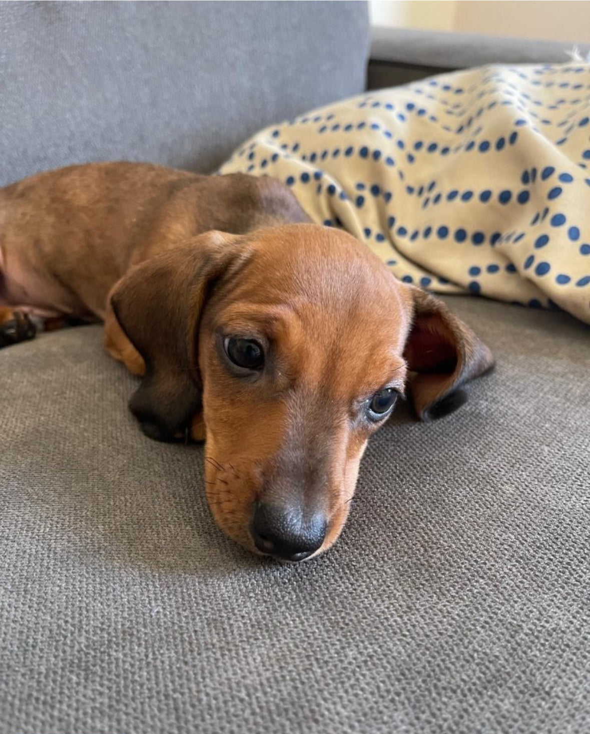 Dachshund puppies