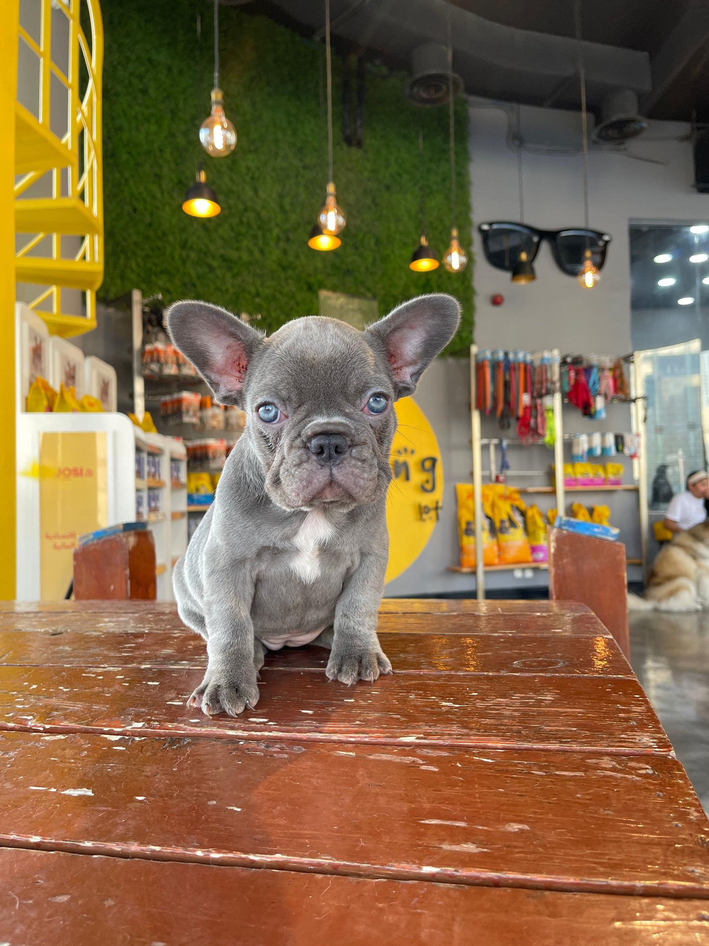 French bulldog