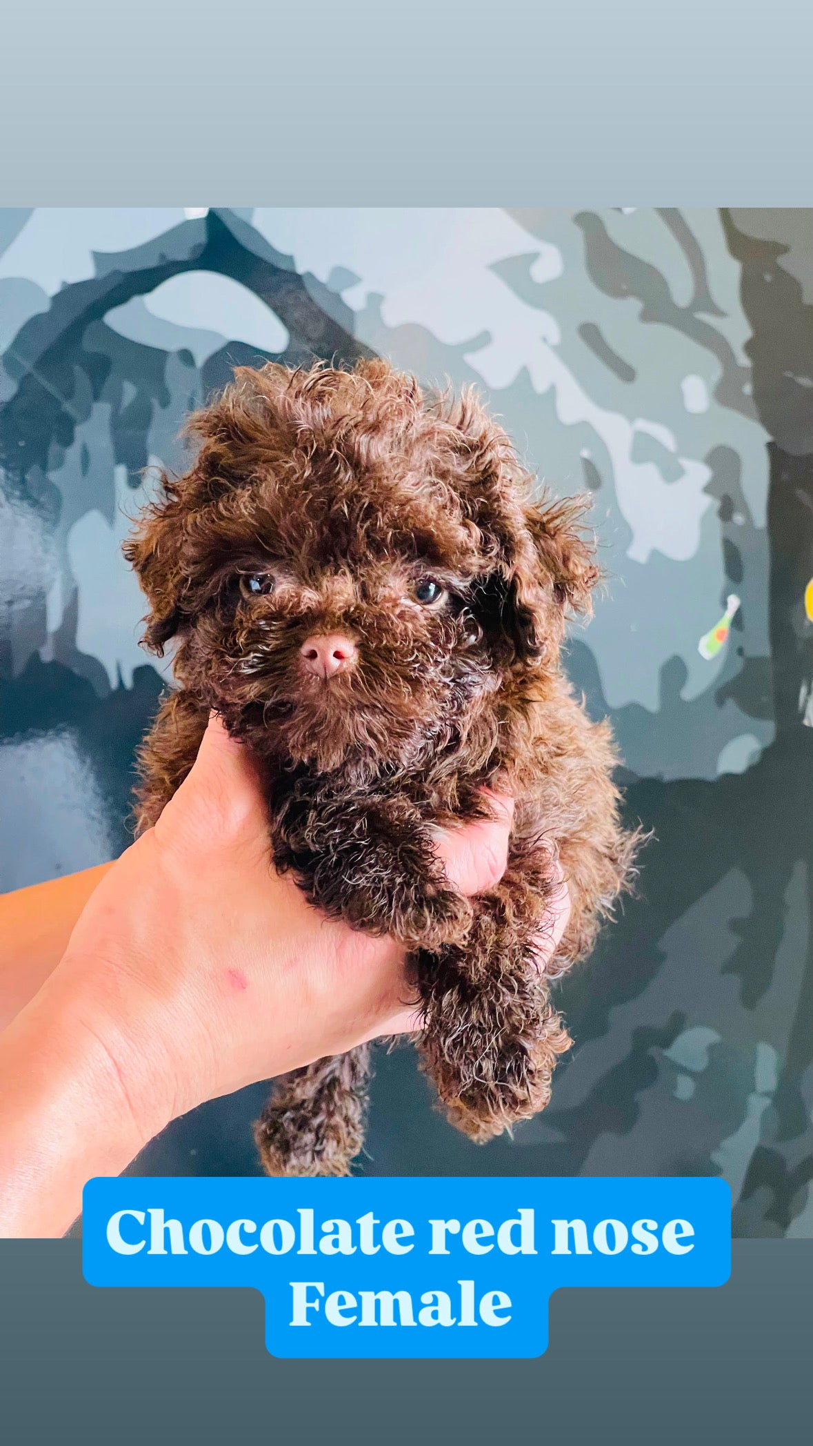 Toy poodle puppies