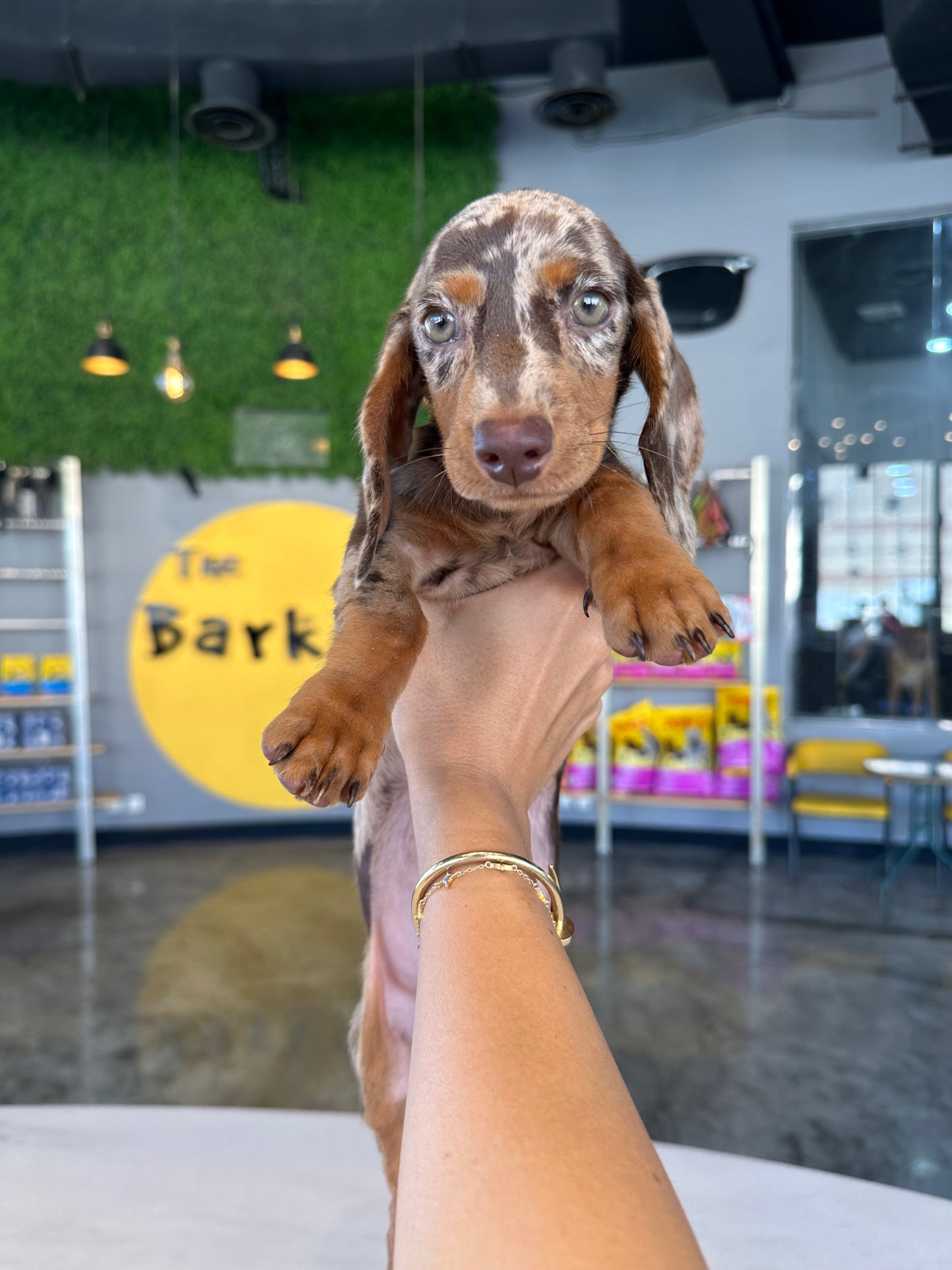 Dachshund