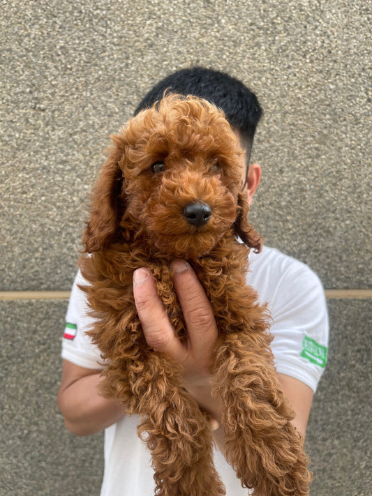 Toy poodle puppies