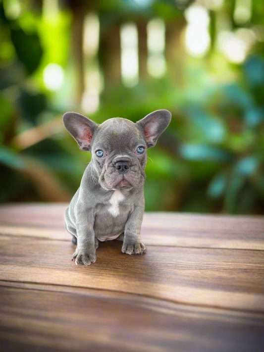 French bulldog