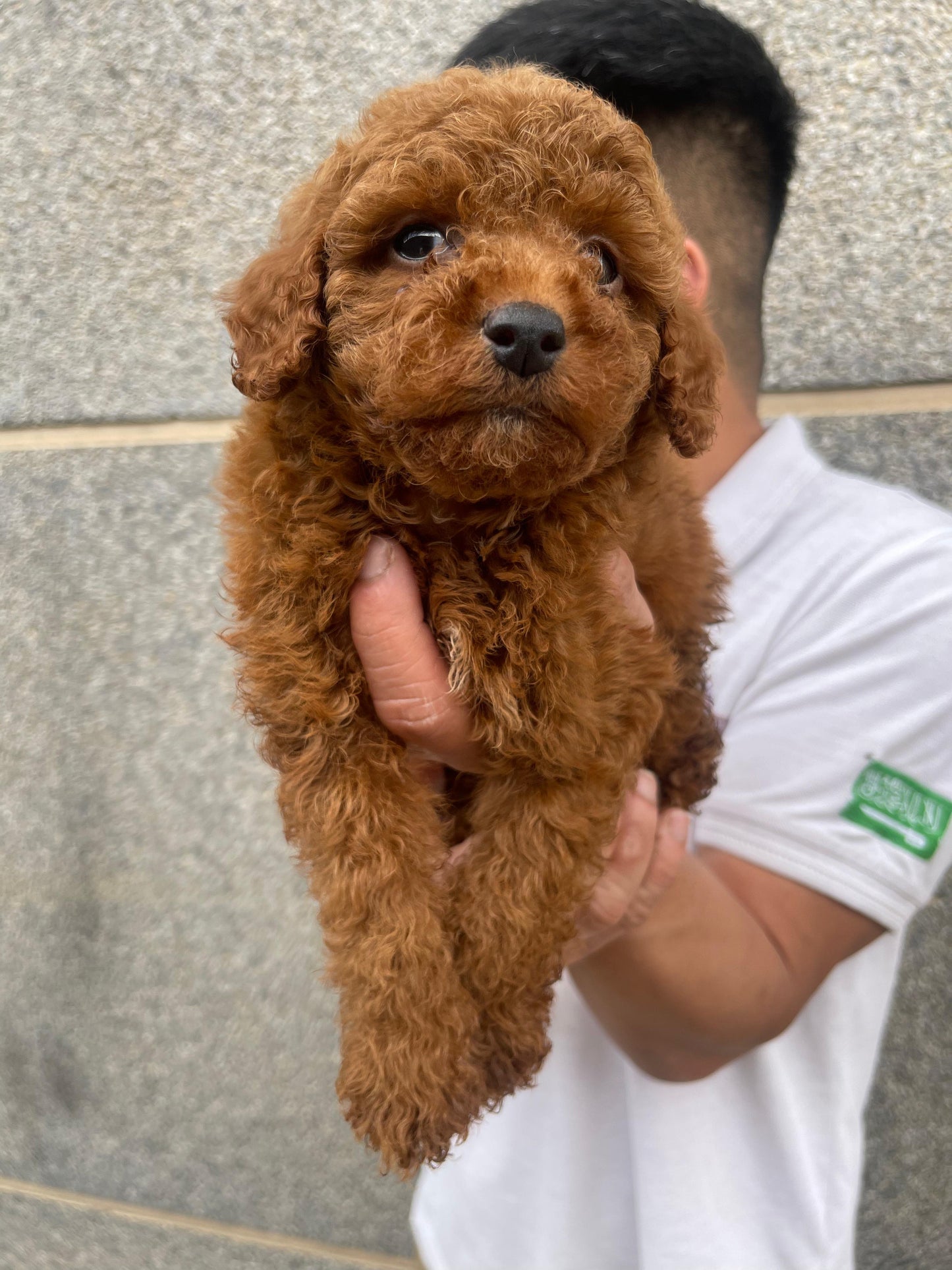 Toy poodle puppies