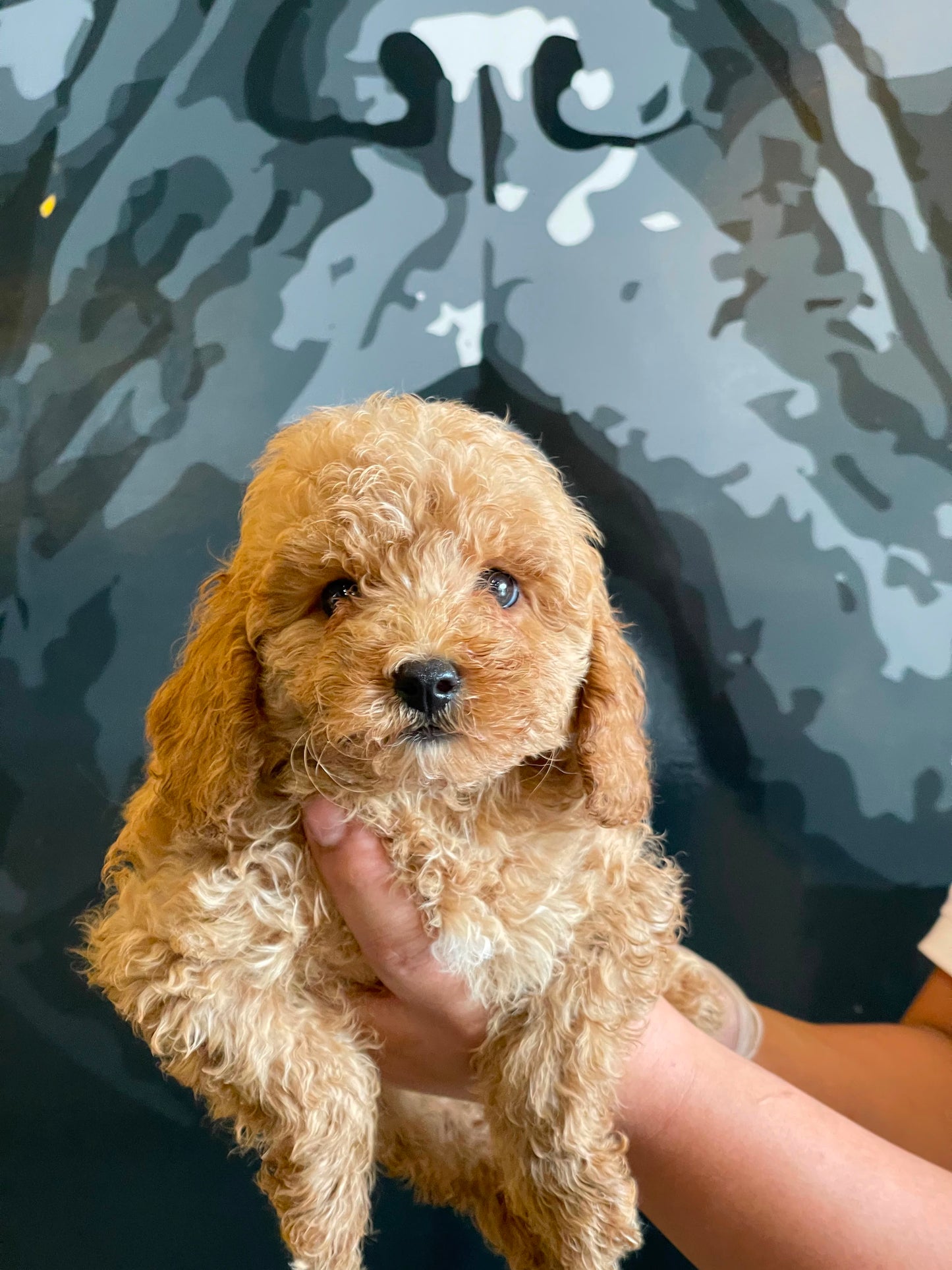 Toy poodle puppies