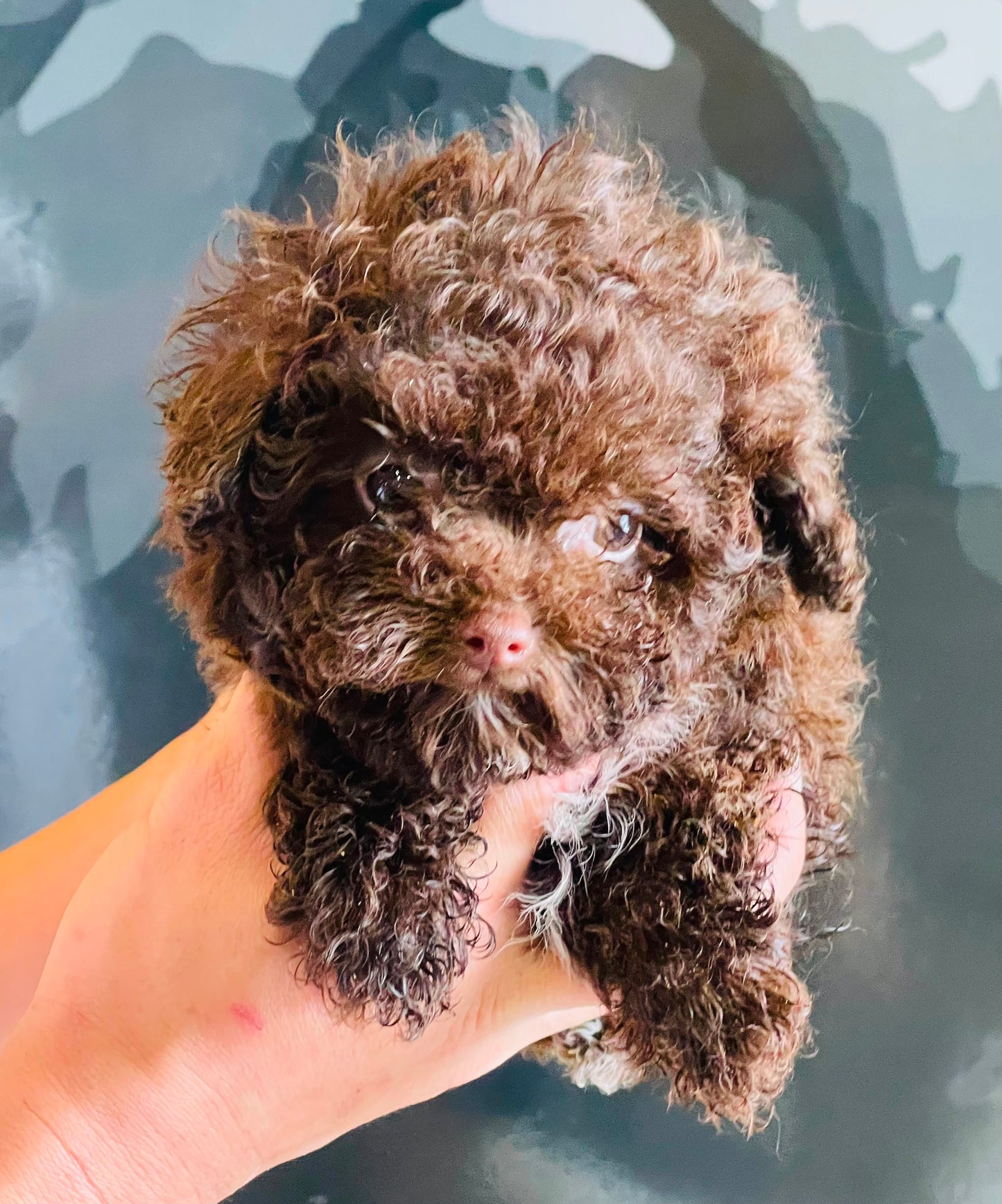 Toy poodle puppies