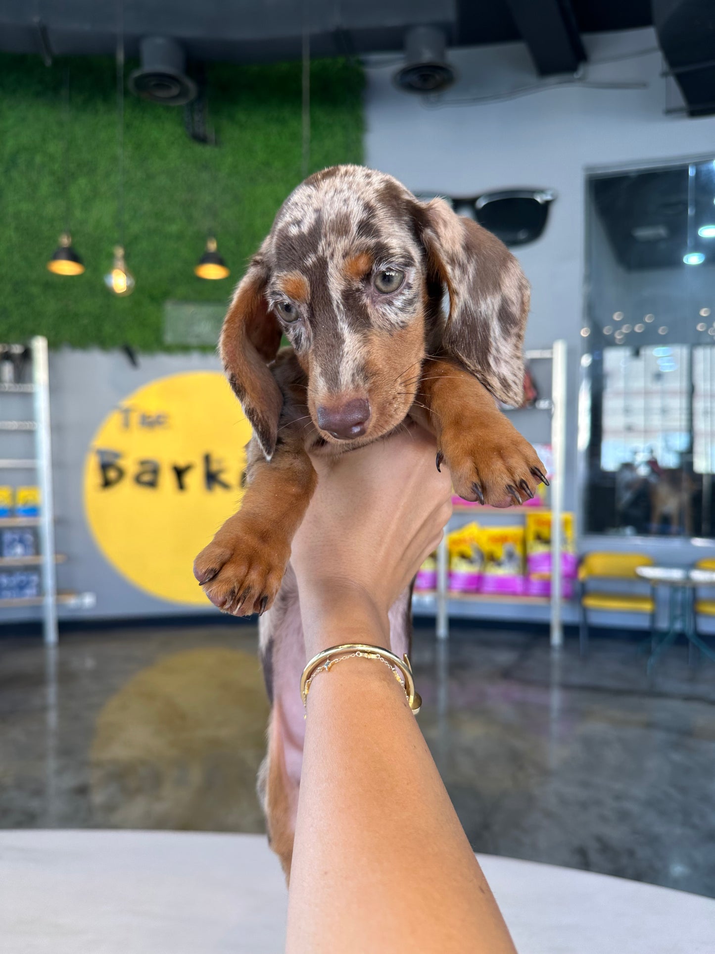 Dachshund