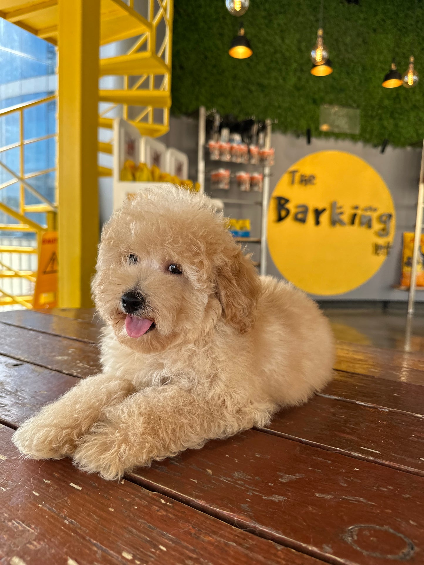 Toy poodle