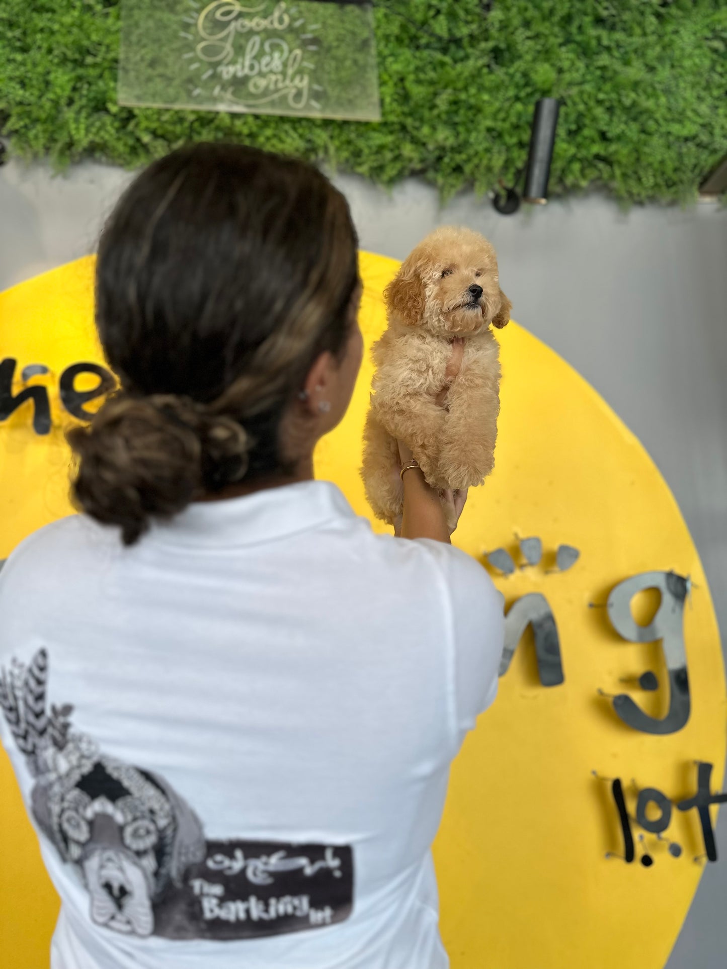 Toy poodle