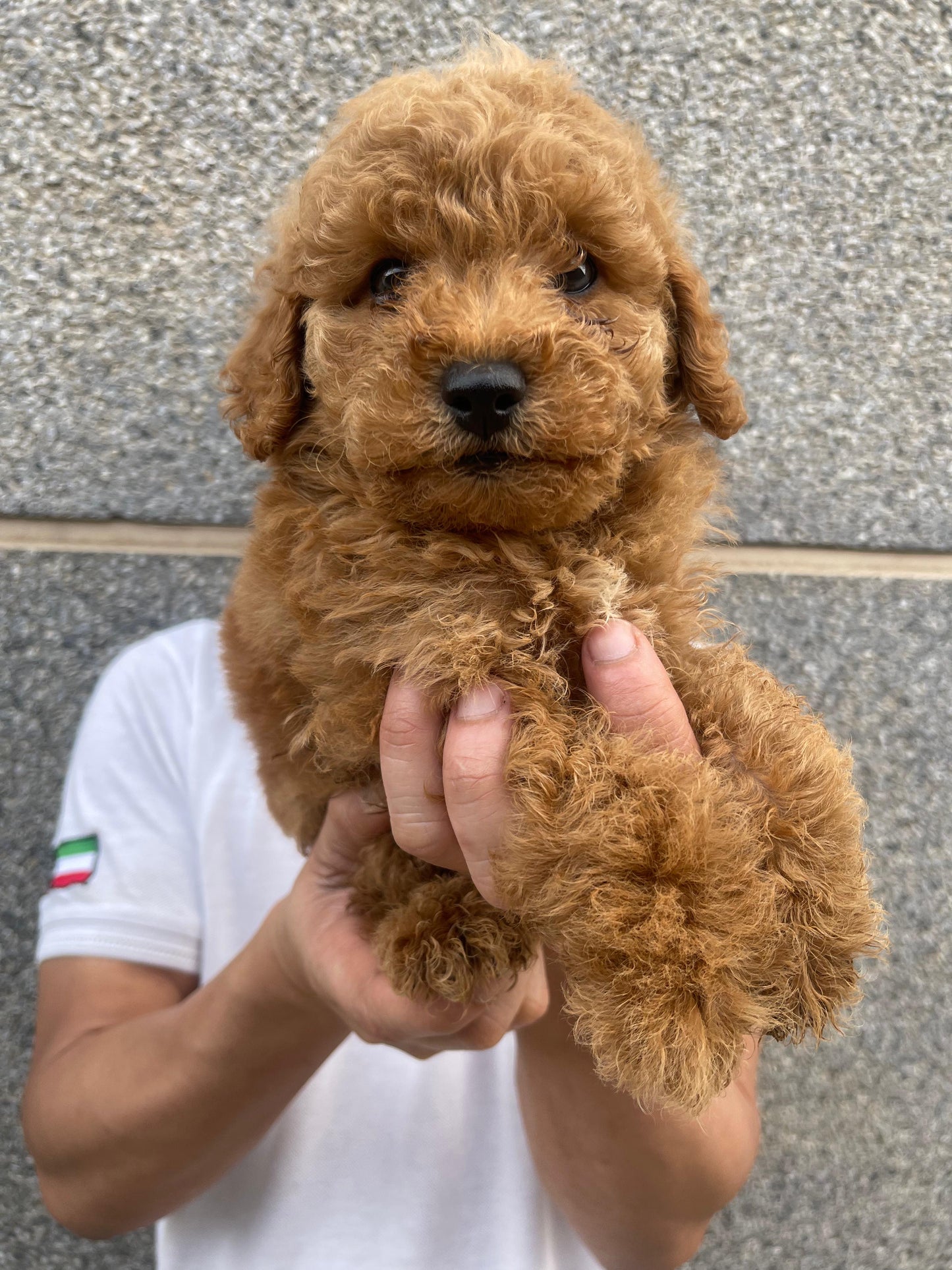 Toy poodle puppies