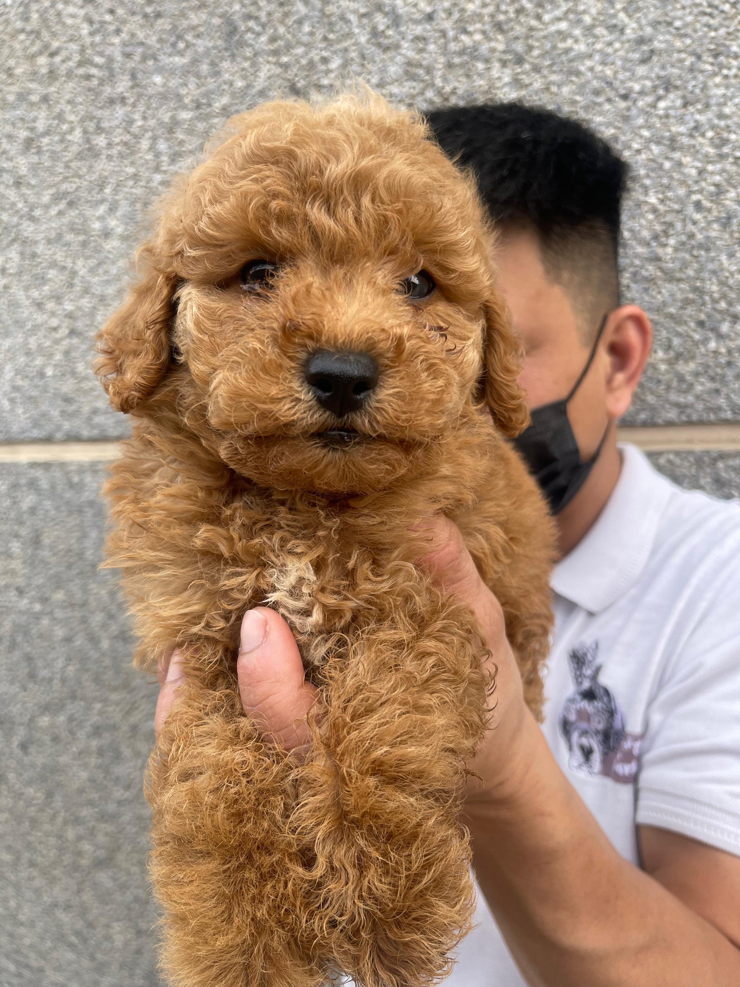 Toy poodle puppies