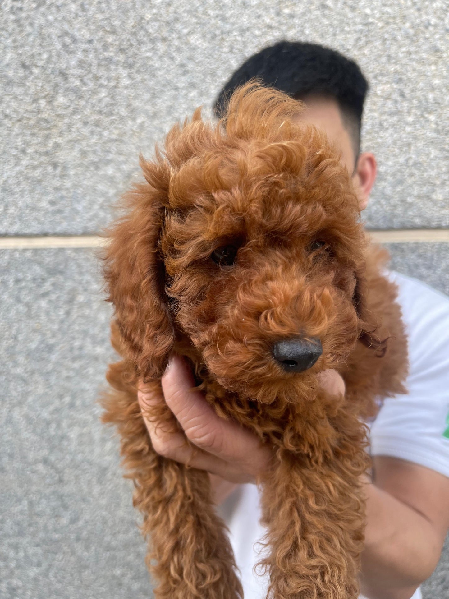 Toy poodle puppies
