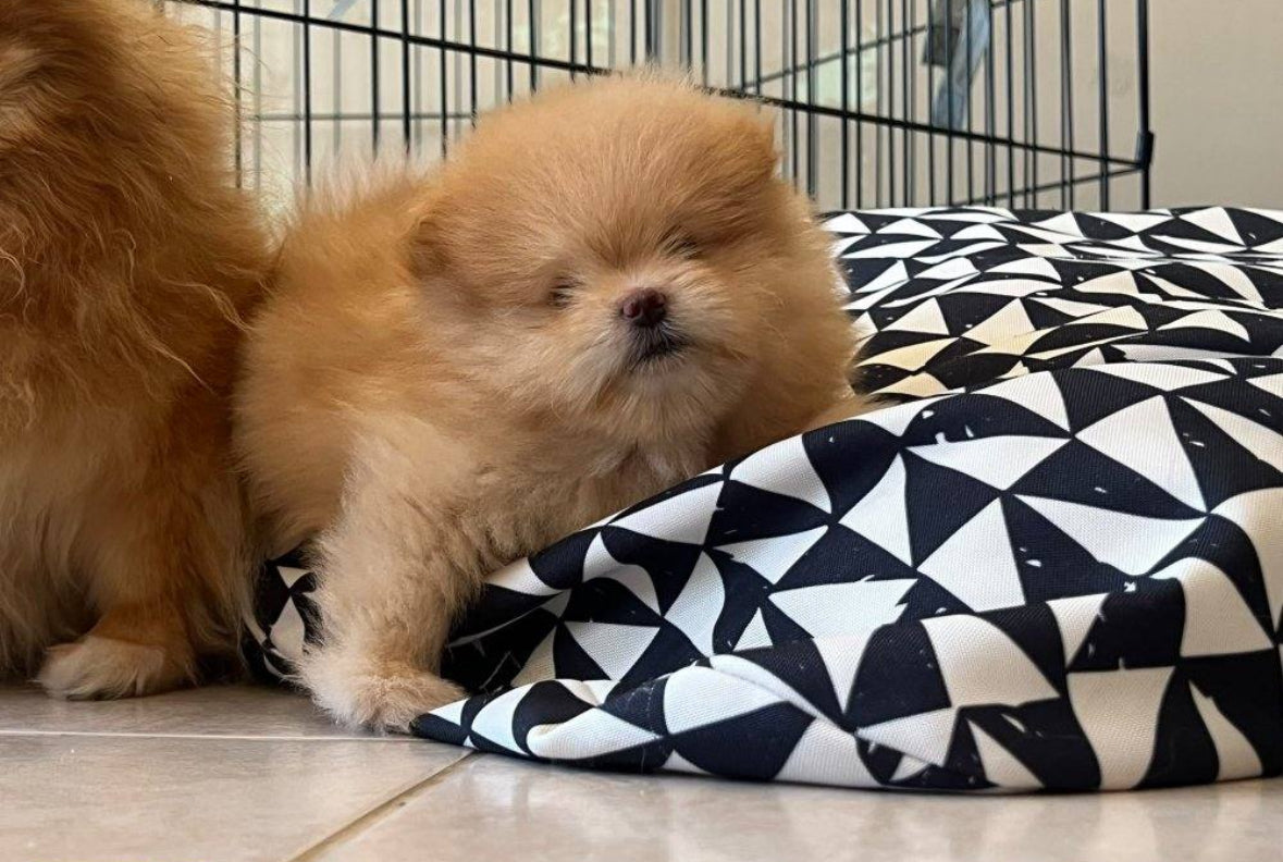 Pomapoo