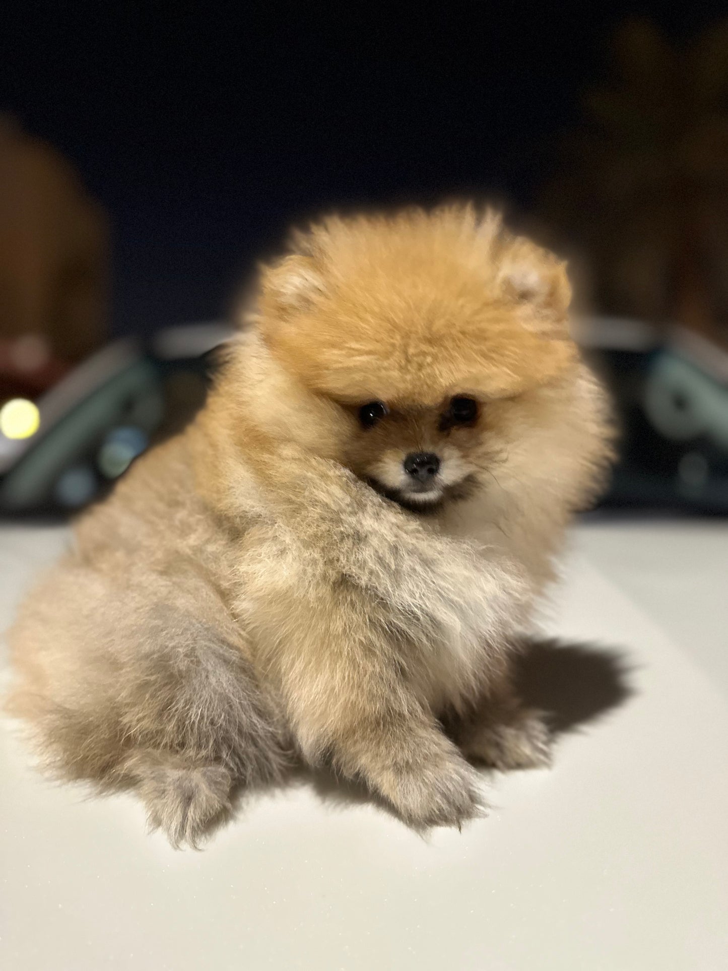 Pomeranian