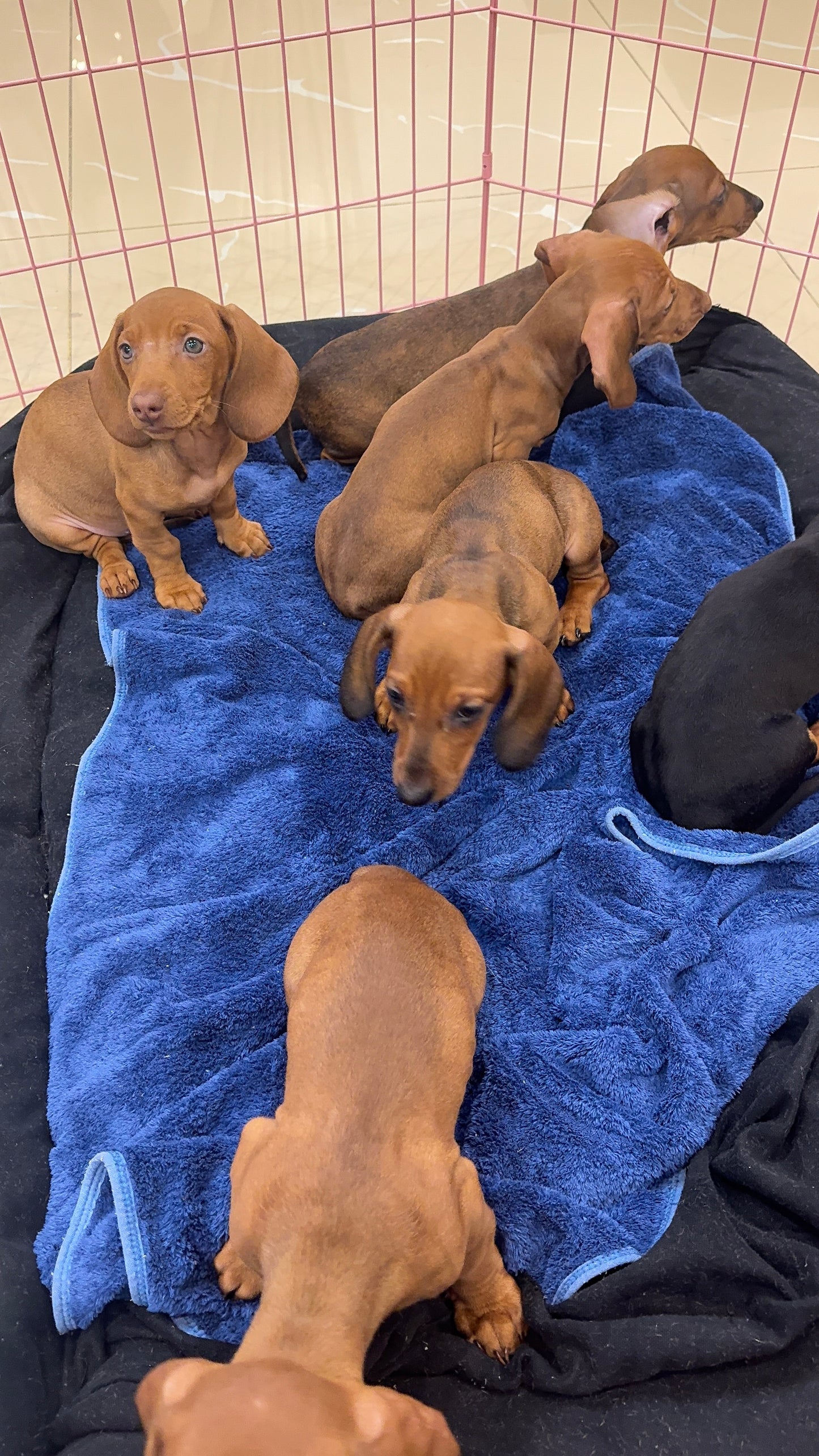 Dachshund puppies