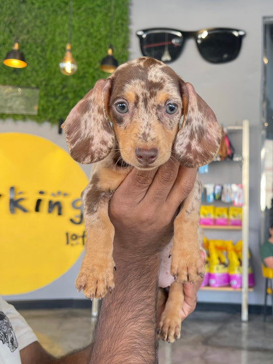 Dachshund